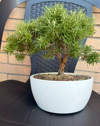 Bonsai