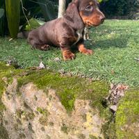 Cucciolo di bassotto nano