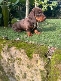 Cucciolo di bassotto nano