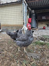 Trio riproduttore galline e gallo Amrock