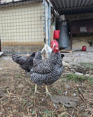 Trio riproduttore galline e gallo Amrock