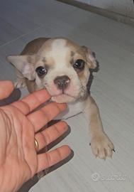 Bulldog francese 1