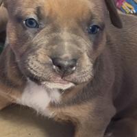 American pitbull terrier