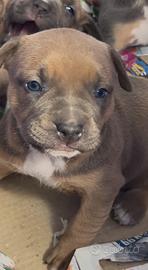 American pitbull terrier