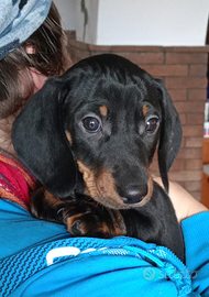 Bassotto tedesco standard a pelo corto