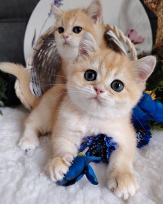 Gattini Scottish chinchilla