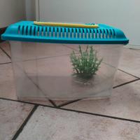 Acquario in plastica con coperchio (L25 H15 P15)