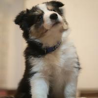 Border collie cucciolo