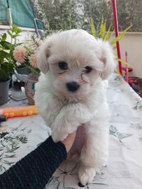 Ultima cucciola maltese