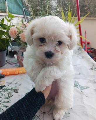 Ultima cucciola maltese