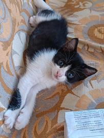 Gattino dolcissimo