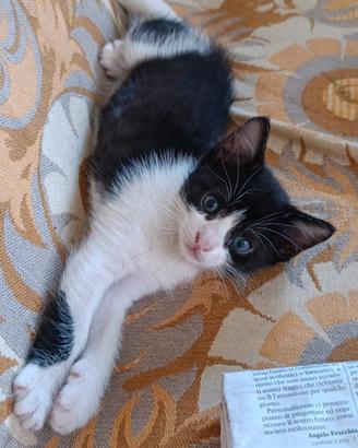 Gattino dolcissimo