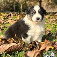 Cuccioli pastore australiano
