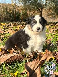 Cuccioli pastore australiano