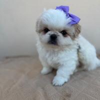 Cuccioli pechinese