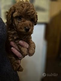 Cucciola Barboncino Toy