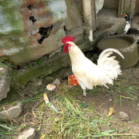 Gallo