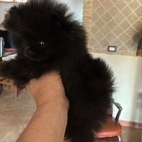 Spitz tedesco Pomerania nano