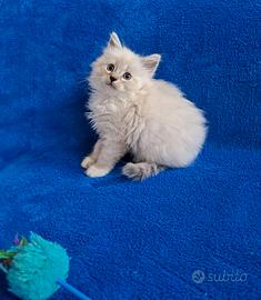 Gattina di siberiano con pedigree