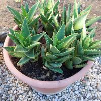 aloe mitriformis 