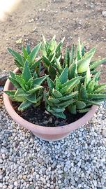 aloe mitriformis 