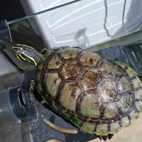 Tartaruga d'acqua dolce