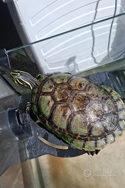 Tartaruga d'acqua dolce