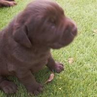Labrador cioccolato
