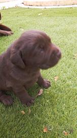 Labrador cioccolato