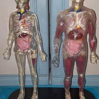 Esplorando il corpo umano 52v+26dvd,2modelli,altro