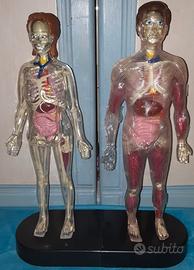 Esplorando il corpo umano 52v+26dvd,2modelli,altro