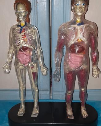 Esplorando il corpo umano 52v+26dvd,2modelli,altro