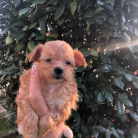 Cuccioli maltipoo