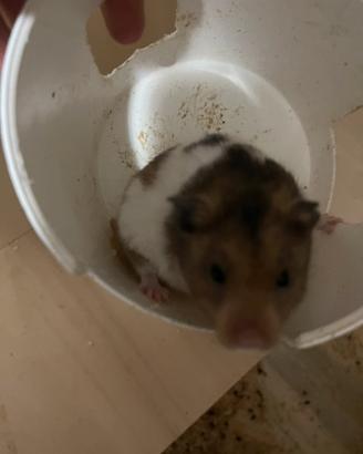 Criceti