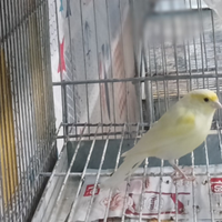 Canarino maschio 2026 giallo