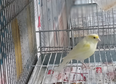 Canarino maschio 2026 giallo