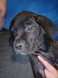 Cane corso con pedigree