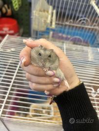 Criceti russi giovani