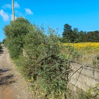 Terreno agricolo di 7100,00 mq