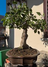 Bonsai di  prunus mahaleb (ciliegio canino)