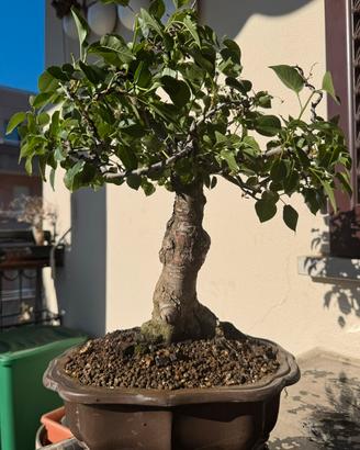 Bonsai di  prunus mahaleb (ciliegio canino)