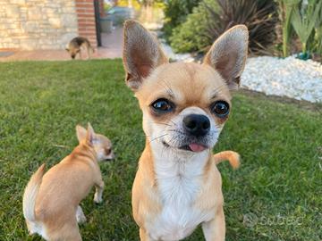 Chihuahua maschio