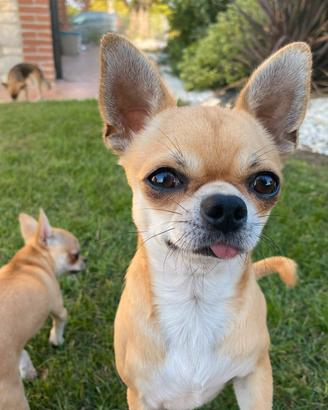 Chihuahua maschio