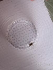 Jumping spider/ ragno saltatore