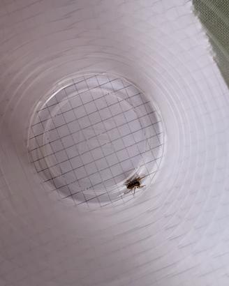 Jumping spider/ ragno saltatore