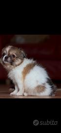 Cucciolo Chihuahua maschio Pedigree