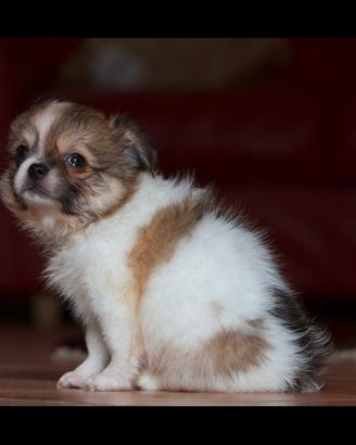 Cucciolo Chihuahua maschio Pedigree