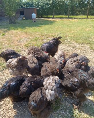 Brahma nero e blu