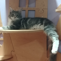 Maine Coon cucciolo blue