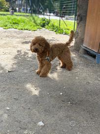 Cucciolo Barboncino Red